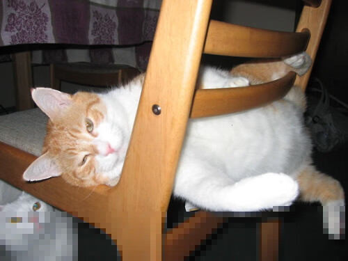 kaiyun官方网站-北京鸭新阵容搭配引起业内广泛关注，北京鸭篮球战绩