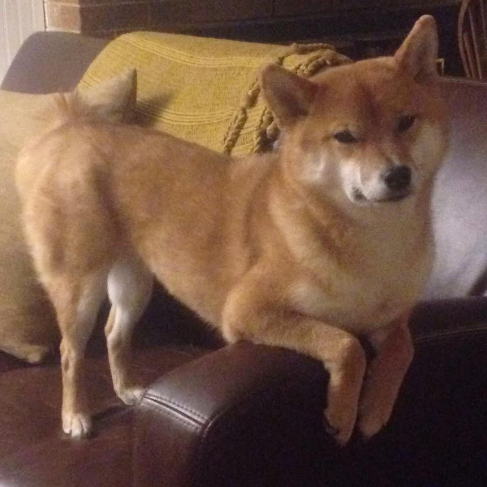 kaiyun官方网站-雷恩前场多点开火形成围攻之势，雷恩是哪个联赛的