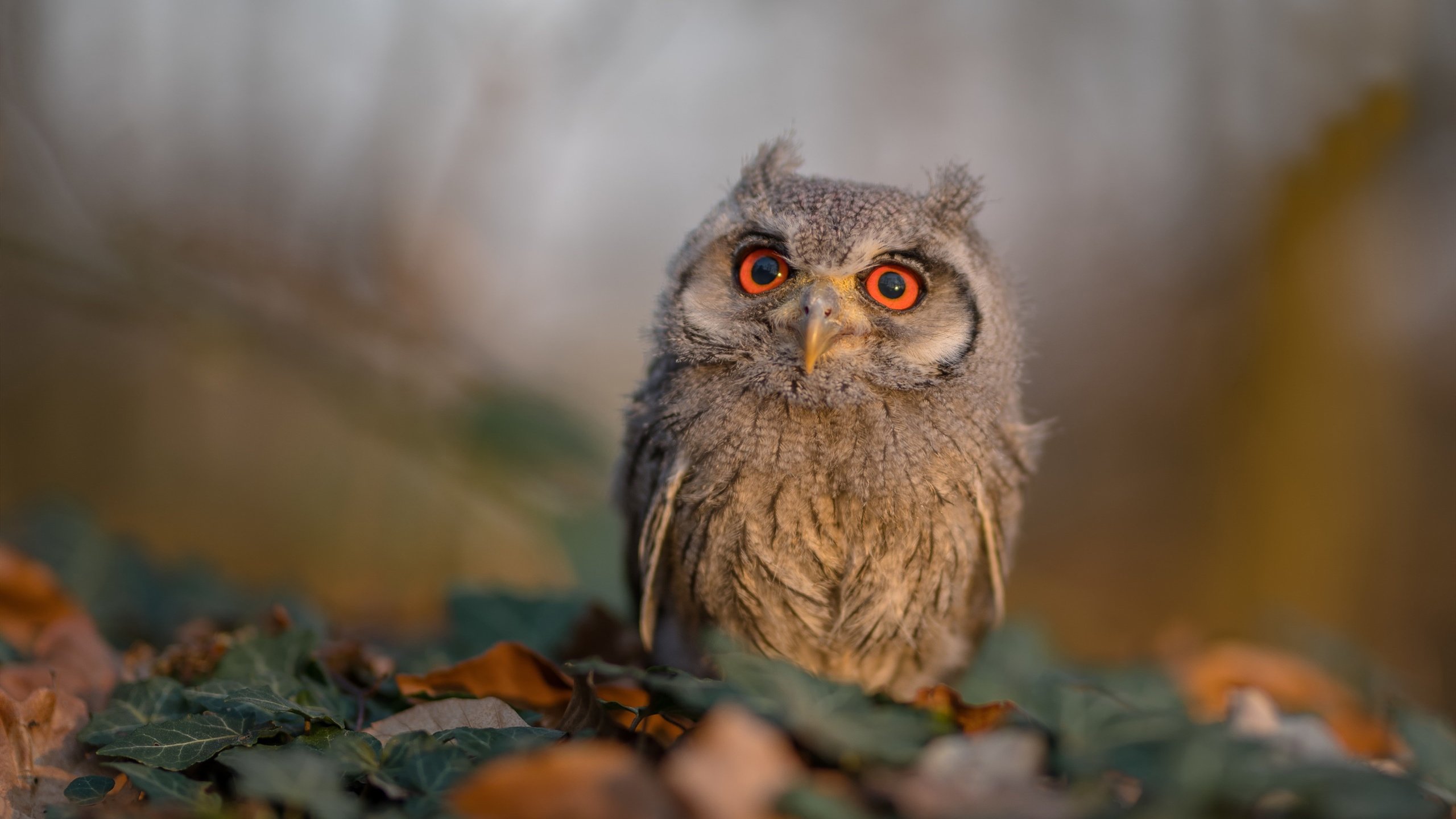 开云网站-世界杯精彩扣人心弦：每一刻都值得回味！，世界杯激动人心时刻