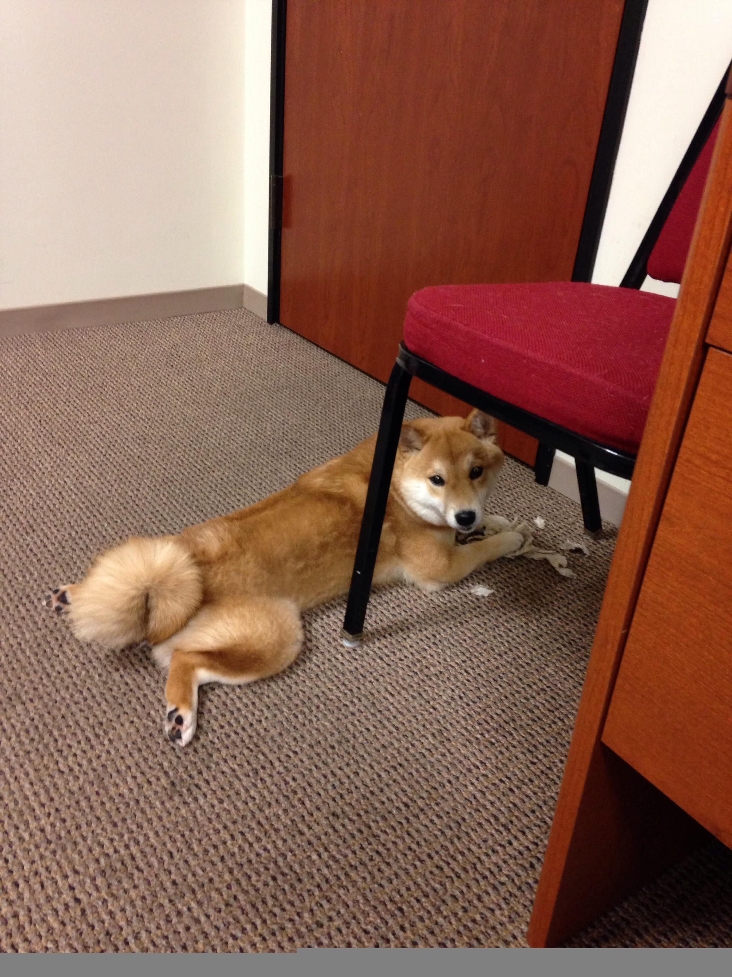 开云·Kaiyun网页版-仰泳赛道荷兰女队表现稳健，荷兰游泳女名将