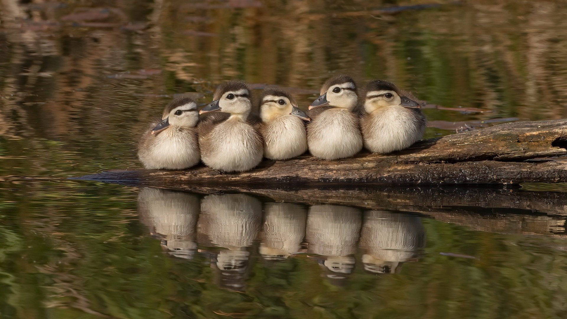 开云入口-塞尔维亚男篮在欧洲预赛中奋勇争先,冲击奥运荣耀,塞尔维亚男子篮球队