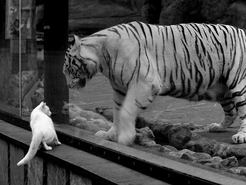 KAIYUN 中国大陆-奥运会男篮预选赛轮番上演,各国球队力争奥运门票,奥运会男子篮球预选赛