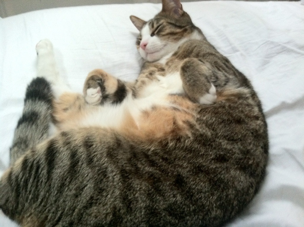 开云·体育官网APP下载-恩多比·恩乔:南非队进攻中枢,关键时刻屡屡带领球队走向胜利