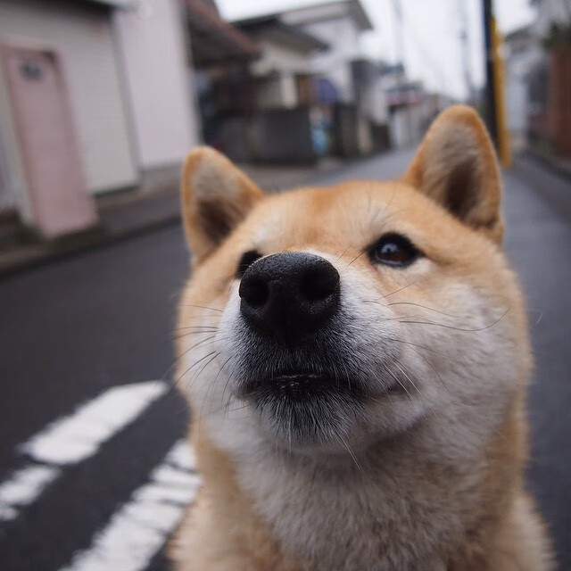 kaiyun中国官方网站-新西兰全黑队凭借无懈可击的球场控制力,战术执行完美,新西兰全黑队队员介绍