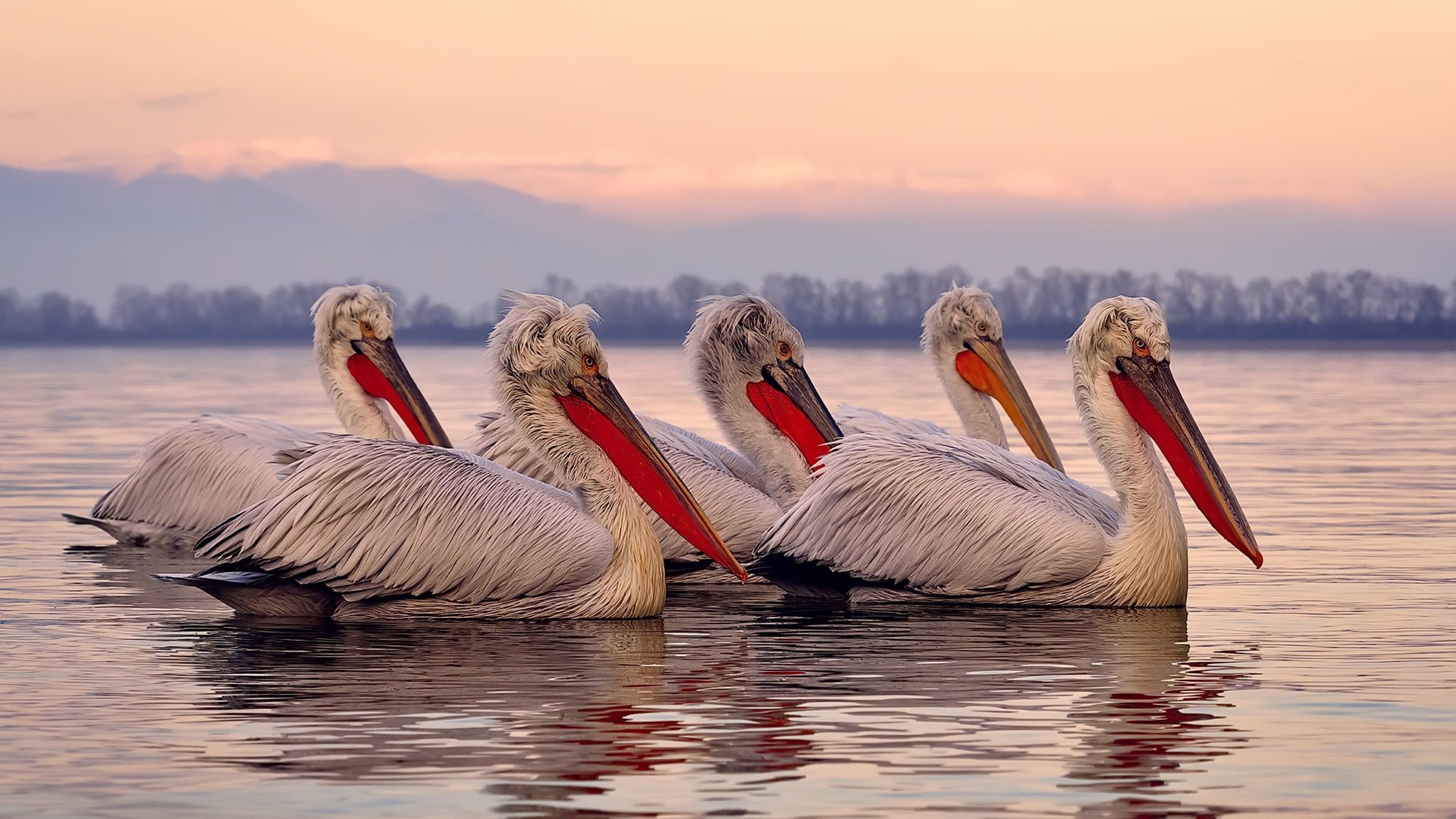kaiyun中国官方网站-朱婷生日当天收到球迷手绘海报,朱婷生平