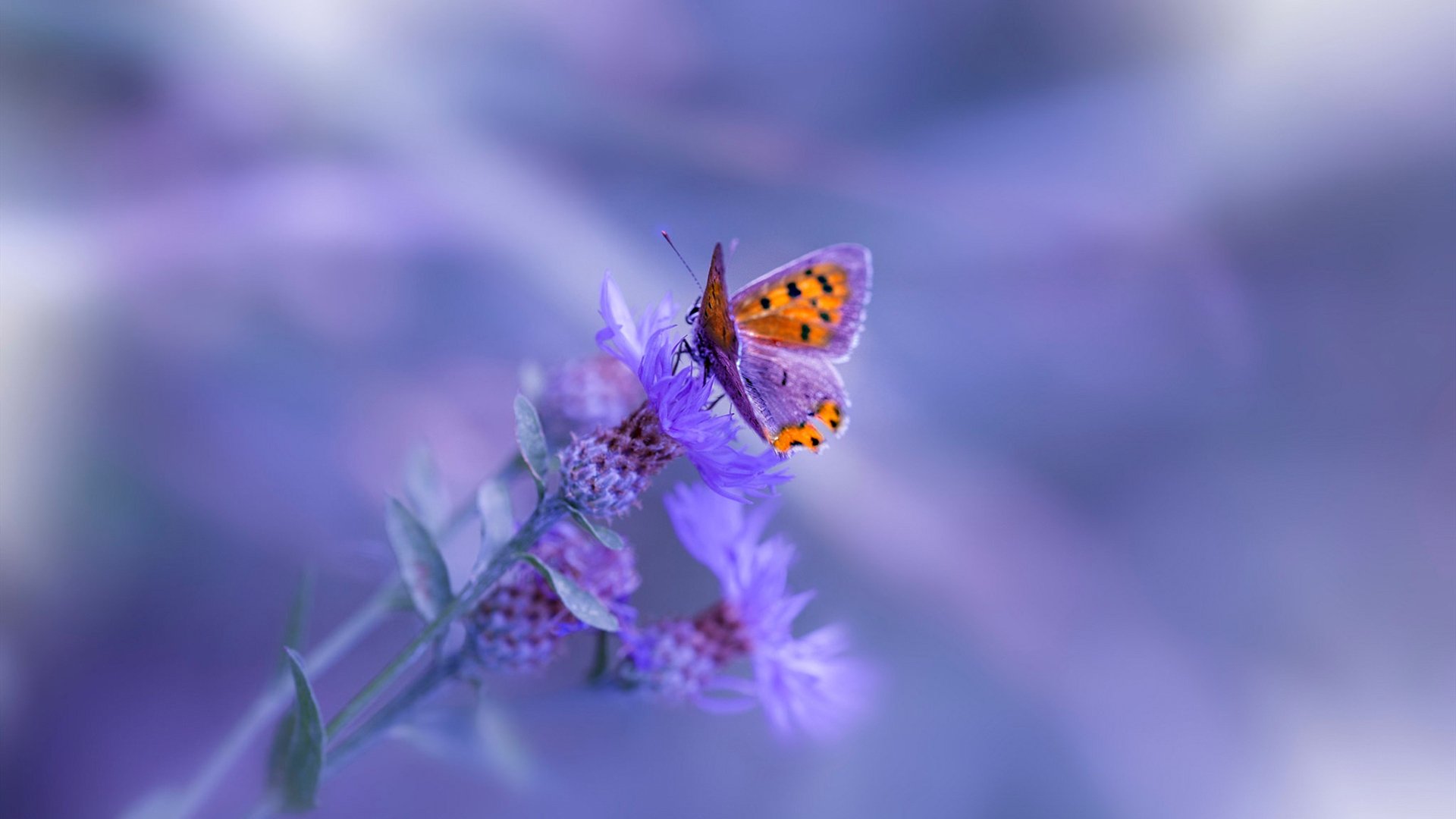 kaiyun中国官方网站-1.1亿元退款背后,是谁在为问题充电宝买单?,充电宝退款在哪里 第2张 kaiyun中国官方网站-1.1亿元退款背后,是谁在为问题充电宝买单?,充电宝退款在哪里 第2张