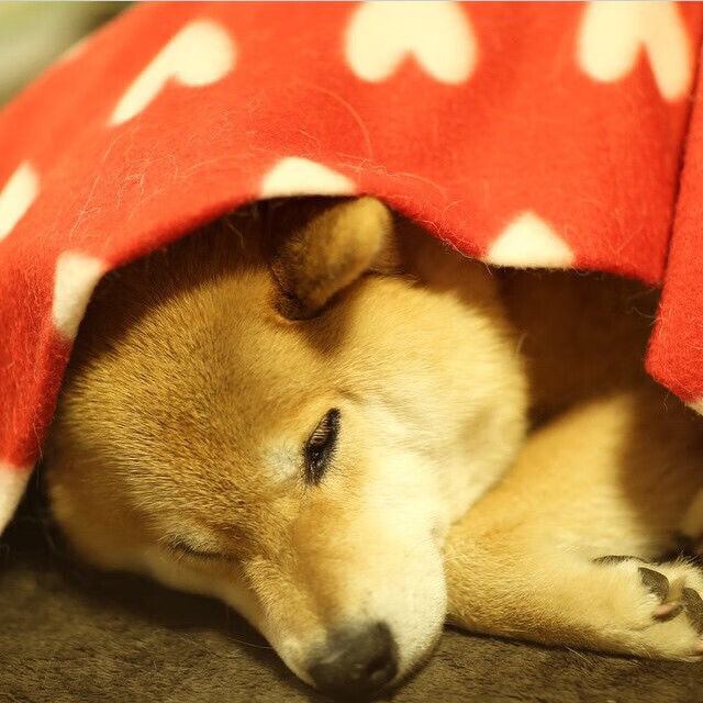 开云体育APP下载-中国足球青训体系逐步实现多元发展，中国足球的青训理念包括  第5张